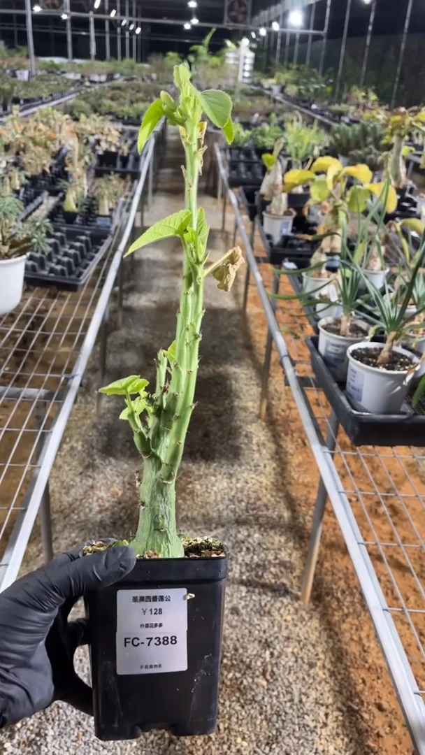 圣果西番莲FC-7388