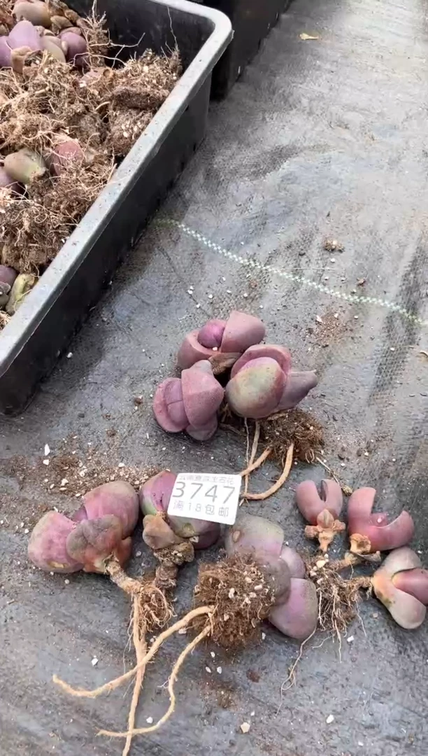 露*3747特价紫帝玉一堆有疤瑕疵