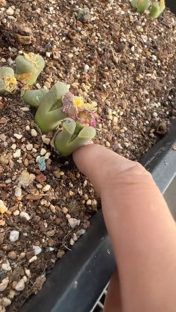 多肉植物肉锥脱土发29-45