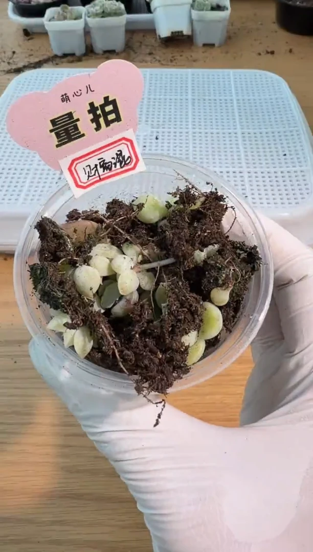 财富混10颗小苗量拍混发