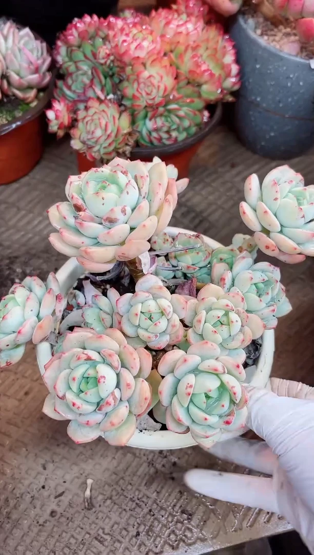 【闪购商品】23101