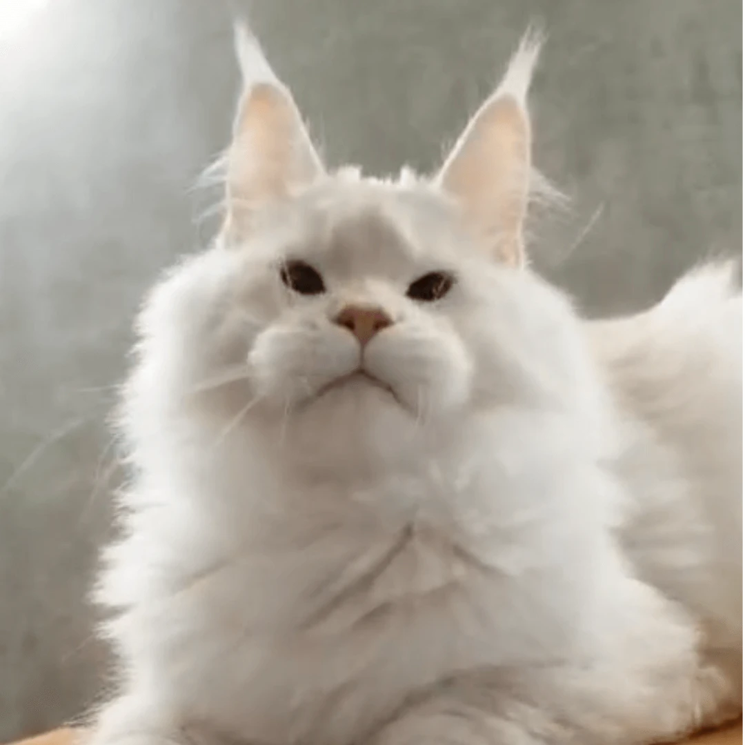 三号缅因猫活体链接