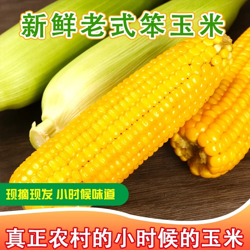 【书记助农】老式笨玉米净重5斤装8-10根山东省