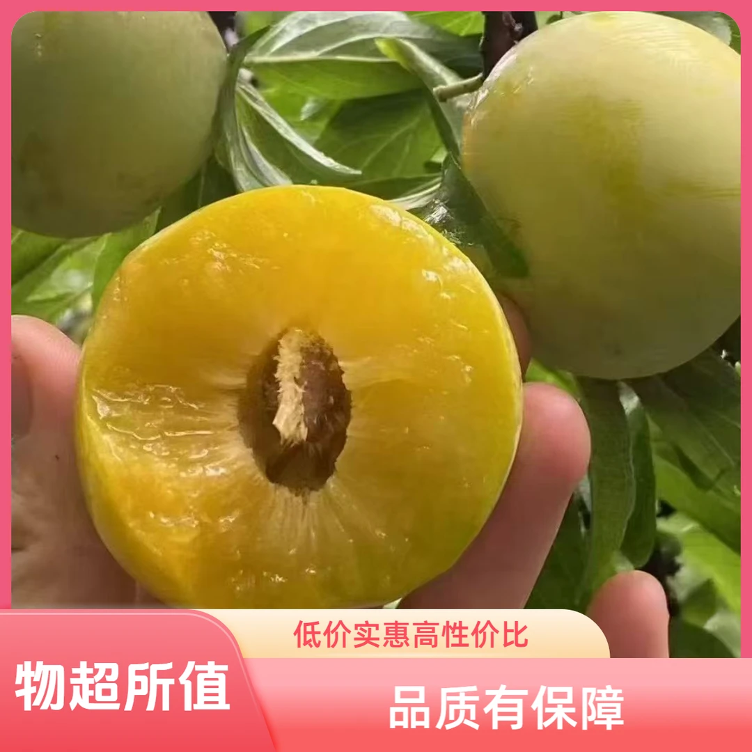 【京东/顺丰空运】正宗安顺六马蜂糖李新鲜应季脆甜多汁水果5斤大果