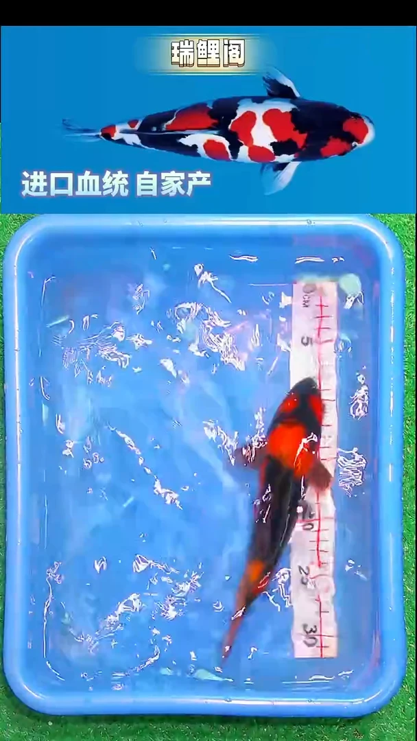 锦鲤瑞鲤阁精选--28