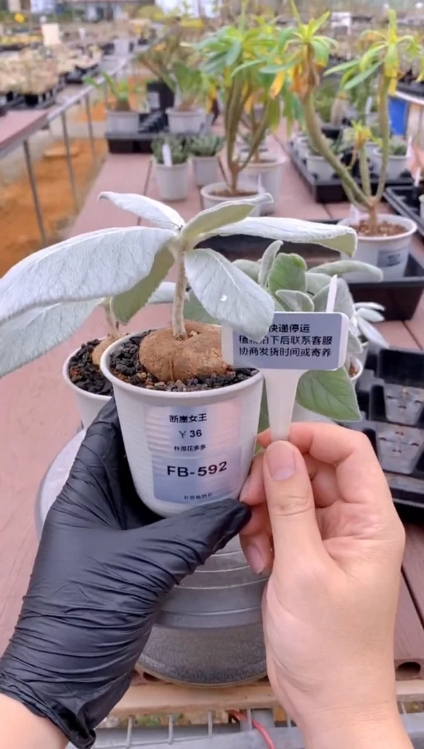 【闪购商品】断崖女王FB-592