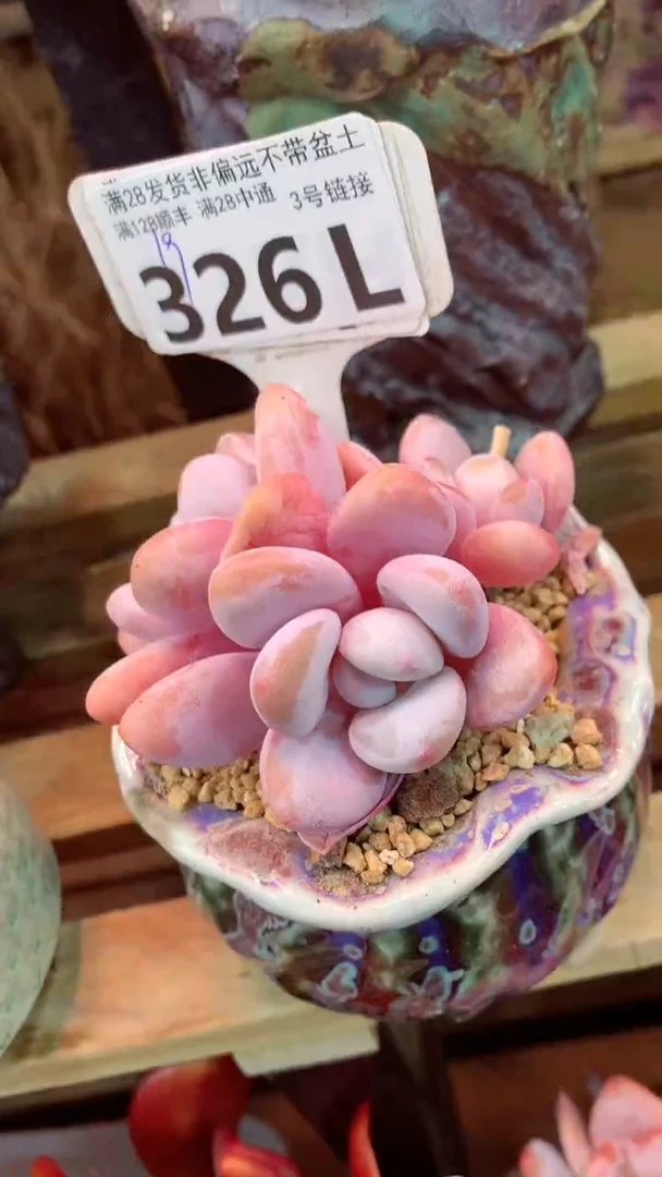 326L（一物一拍，精品多肉，所见即所得 ）