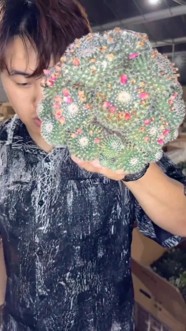 12-16cm 多头 玉翁【带根】