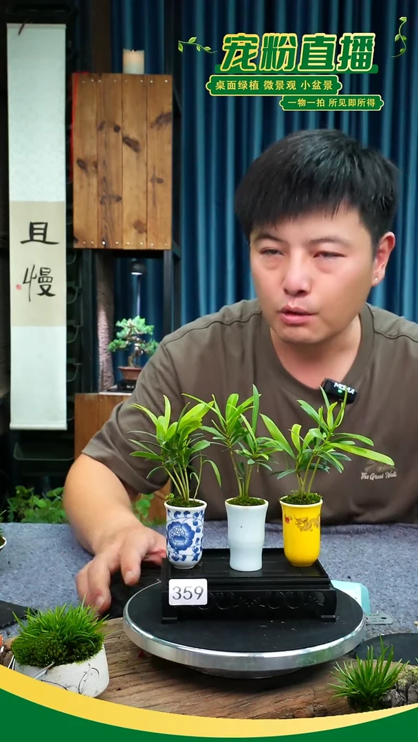 无花朵苔藓微景观359号