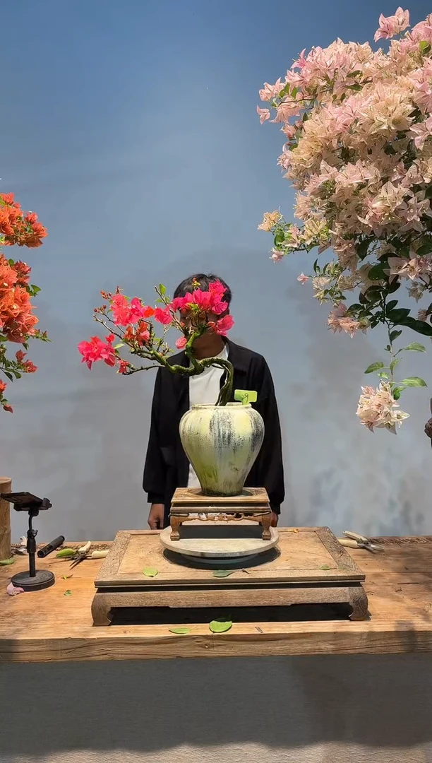 全部花朵浠*。三角梅29
