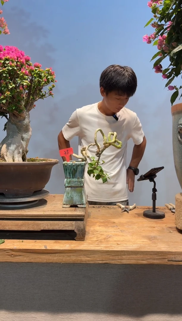 无花朵三角梅专场一物一拍35
