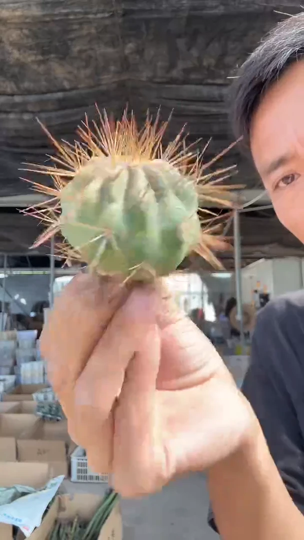 自根逆琳29.99
