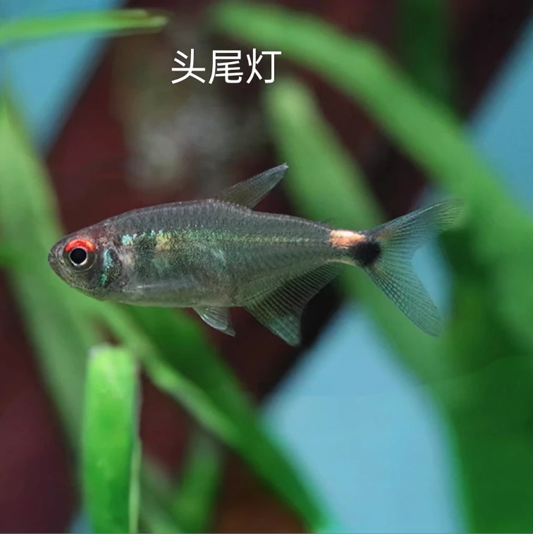 头尾灯 观赏鱼 （任意凑三单发货，一单不发