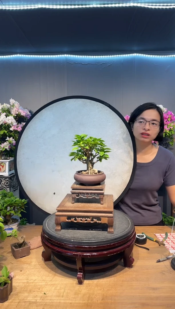 三角梅小桃红三角梅