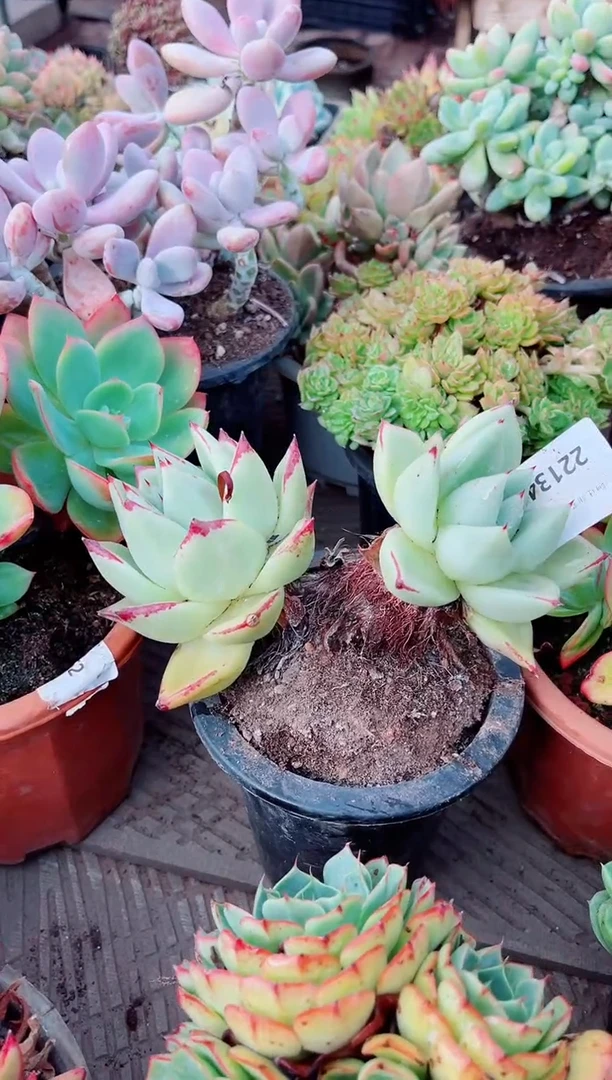 芙*22134多肉植物一物一拍