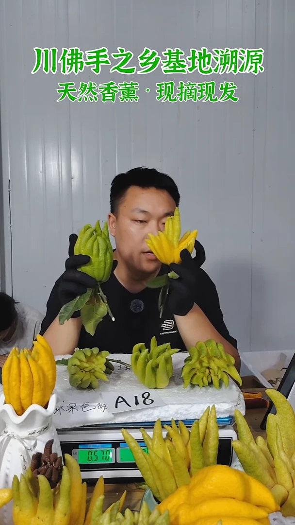 柑橘一物一拍  高山川佛手柑鲜果A18（断枝不售后）