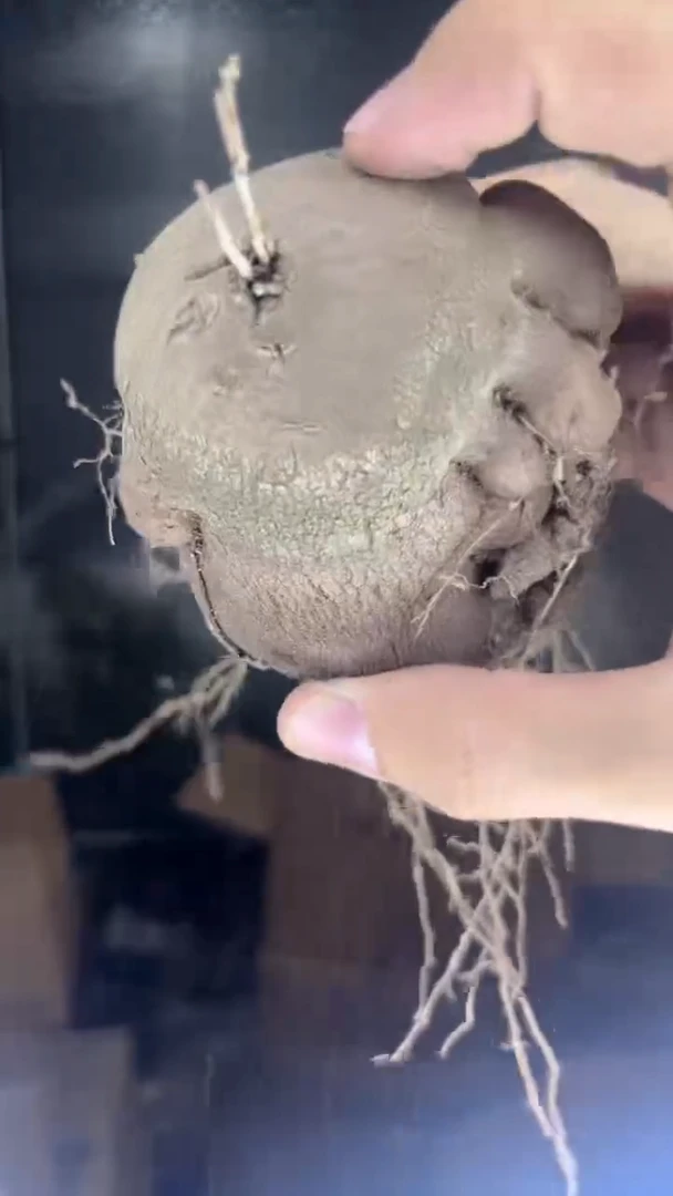 龟甲龙【带根】5-7cm