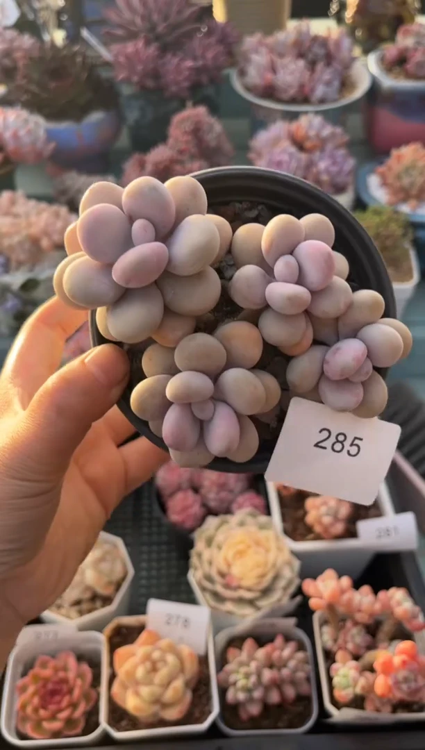 285群生桃蛋多肉