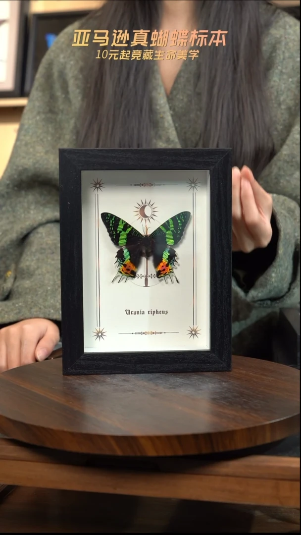 太阳蛾图腾款7寸竖框