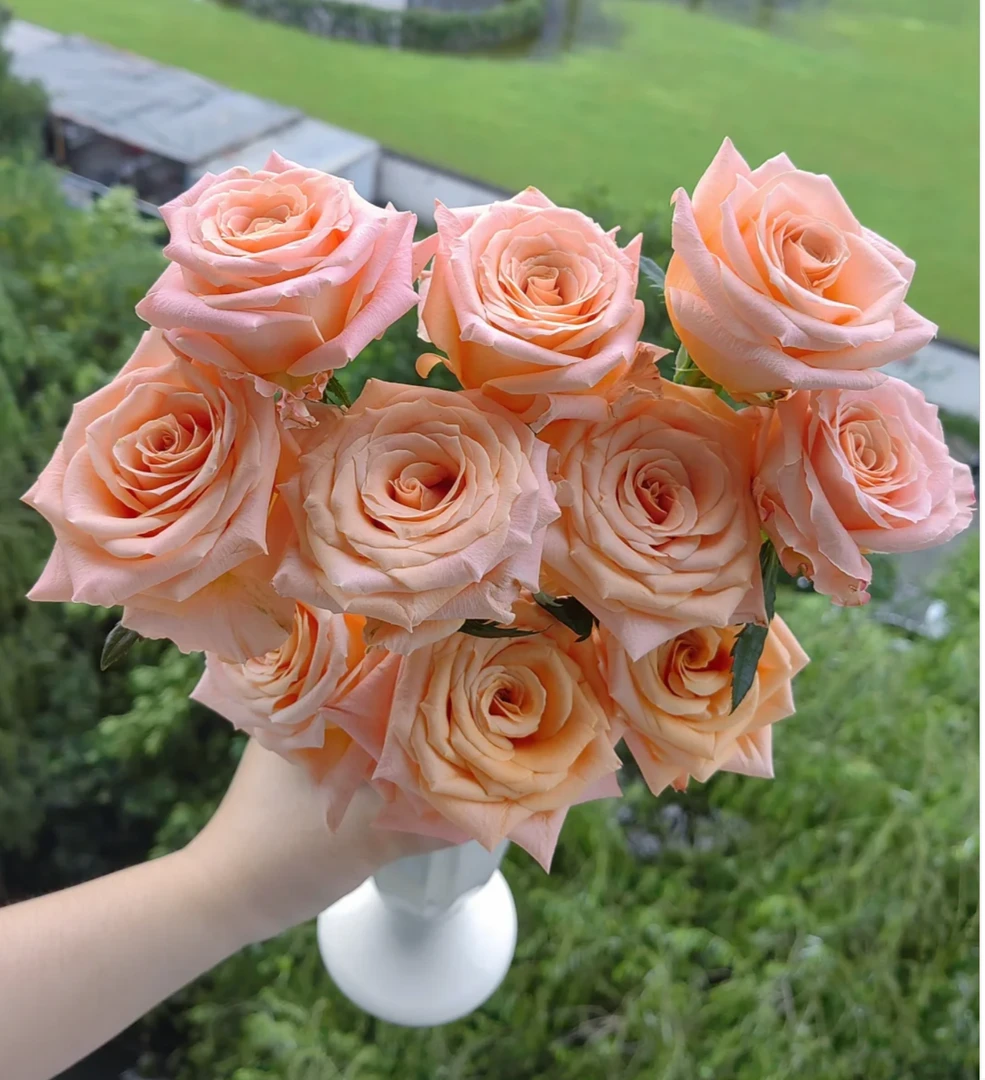 【植此花家】微光玫瑰  有损耗正常联系客服