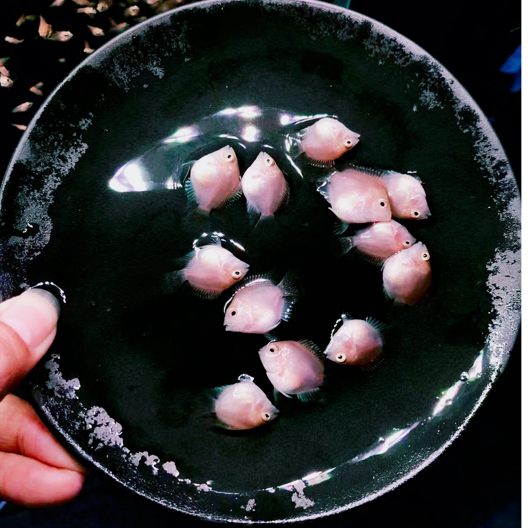 网红迷你鹦鹉鱼精品圆胭脂摩卡粉宝蓝自养繁殖鱼苗