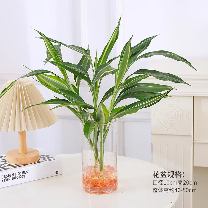 百合竹室内水养水培女王竹金心美人美观绿植盆栽