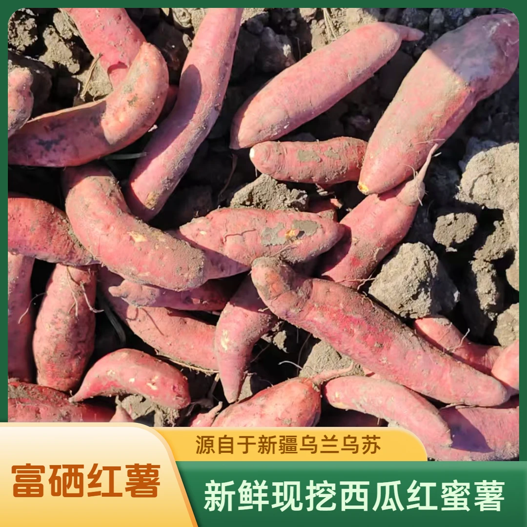 （5斤装）新疆乌兰乌苏富硒新鲜现挖红心西瓜红蜜薯正宗原产地直发