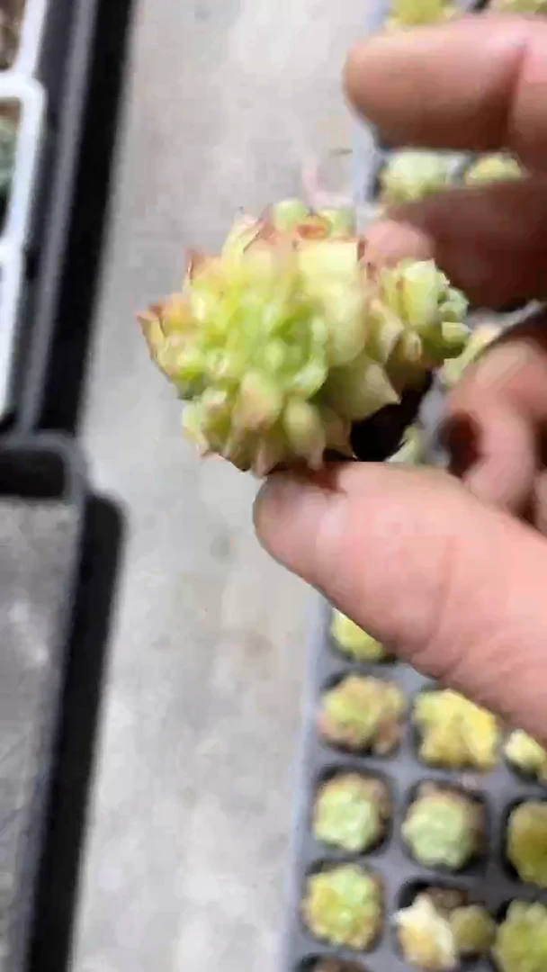 【闪购商品】穴盘麦秆单头多肉