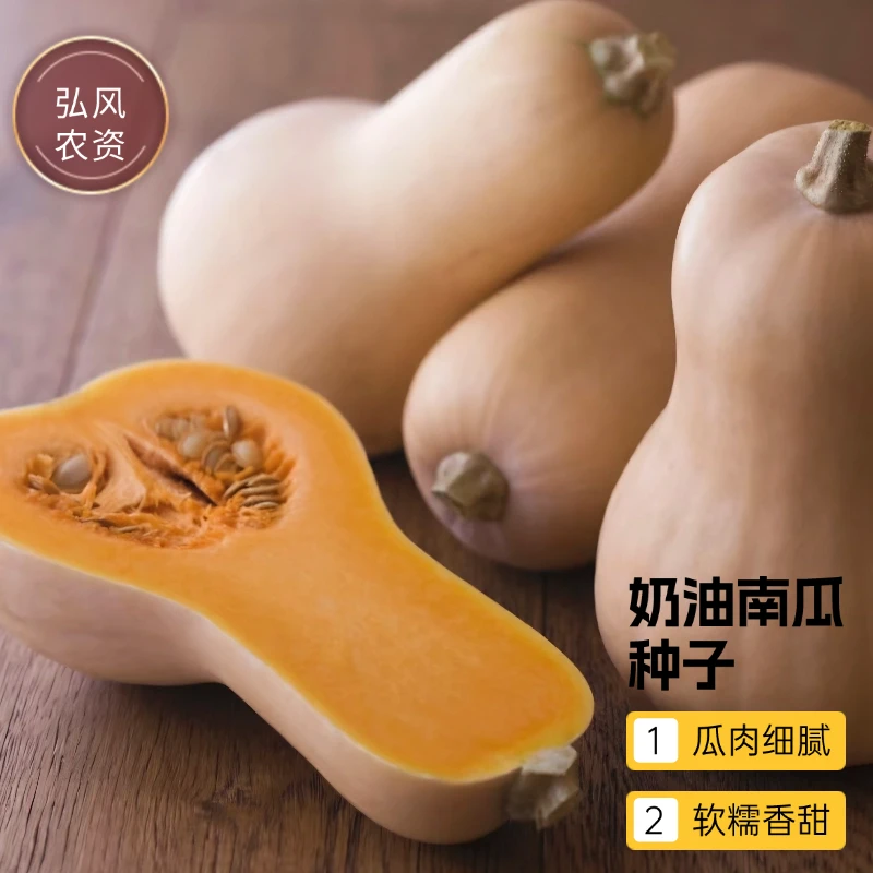 【全店满5包包邮】奶油南瓜种子结瓜多口感细腻香甜奶油味南瓜易种
