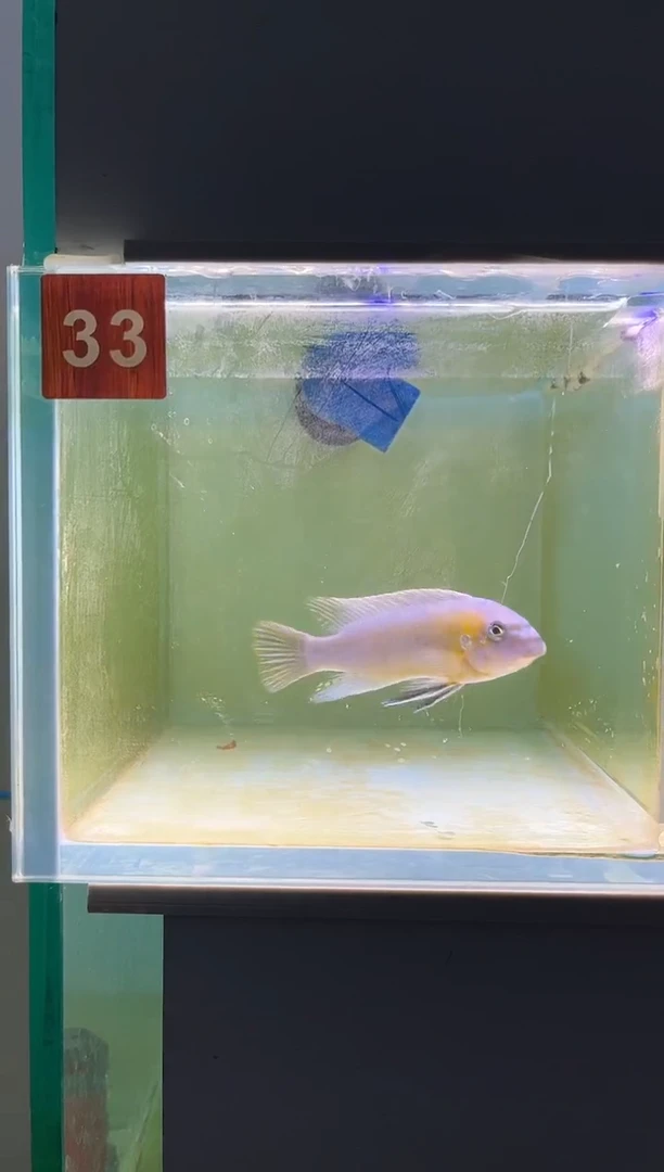 海水鱼三湖慈鲷野生