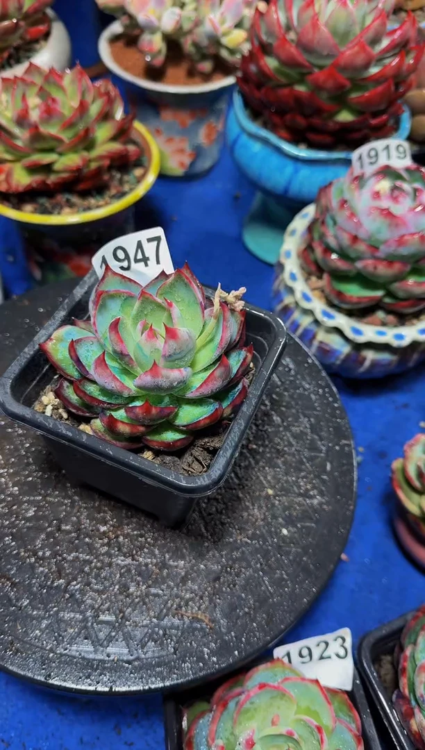 【闪购商品】1947惊鸿仙子（裸根发货）