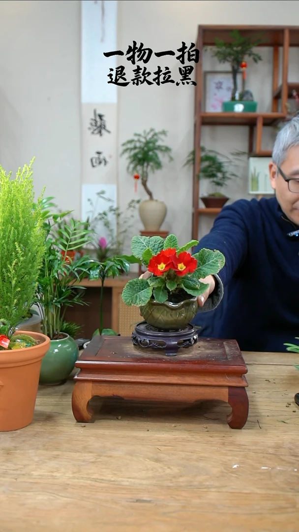 完全开放葫****?报春花350