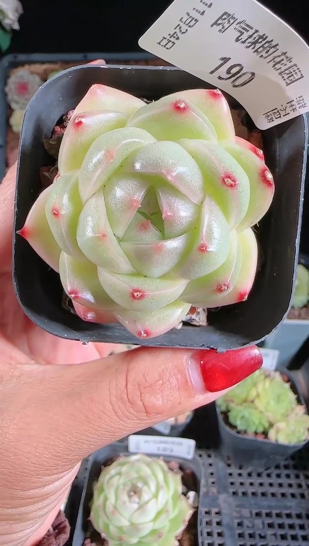 1124-190群生不包整