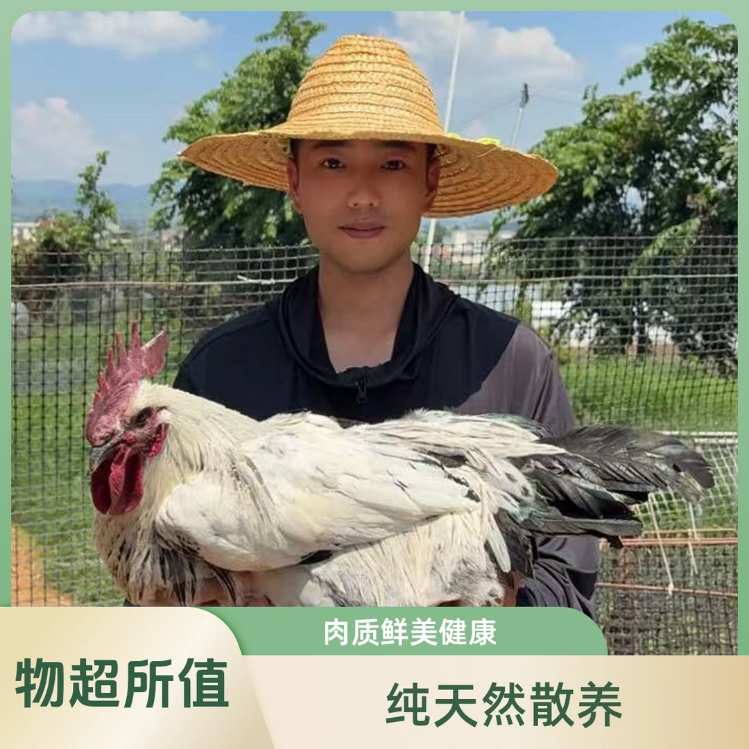 云南正宗散养乌公鸡 净重2公斤 顺丰冷链发货