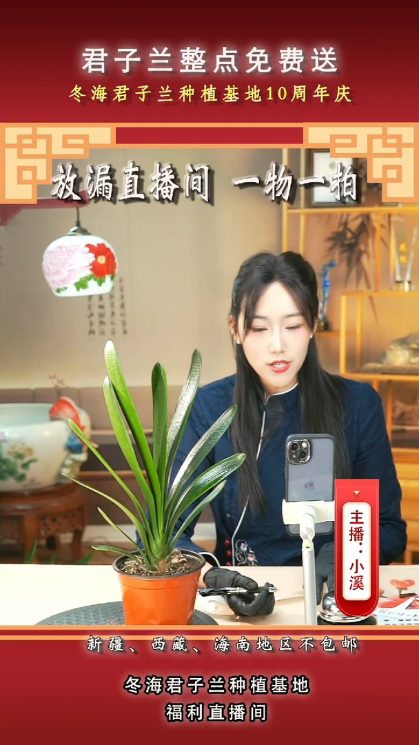当前无花朵，栽培后可花朵用****2君子兰