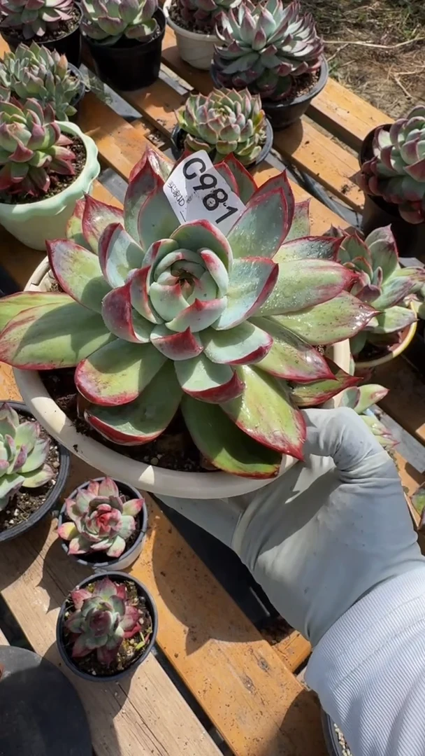 C981惊鸿仙子（展示为喷水效果）（裸根发货）