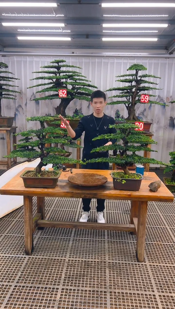 无花朵成**物精品盆景直播间一物一拍