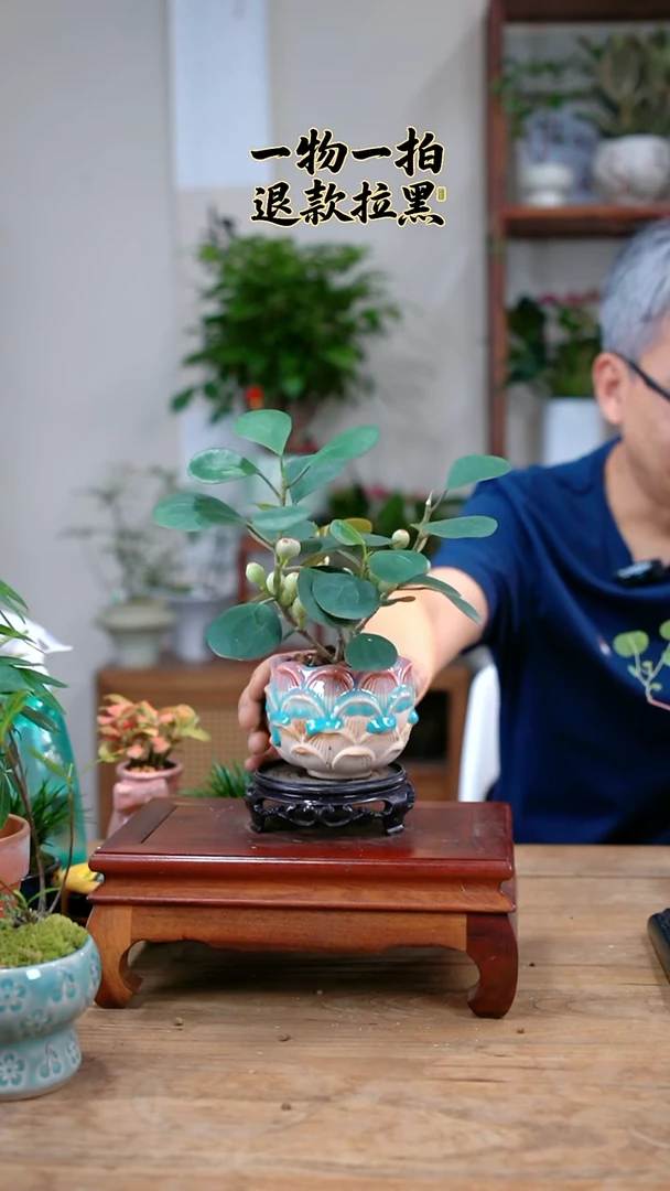 完全开放i****k菩提250