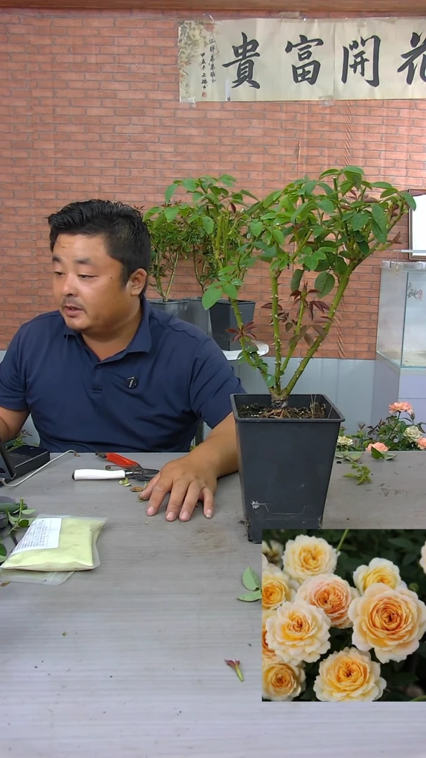 当前无花朵，栽培后可花朵焦糖古董