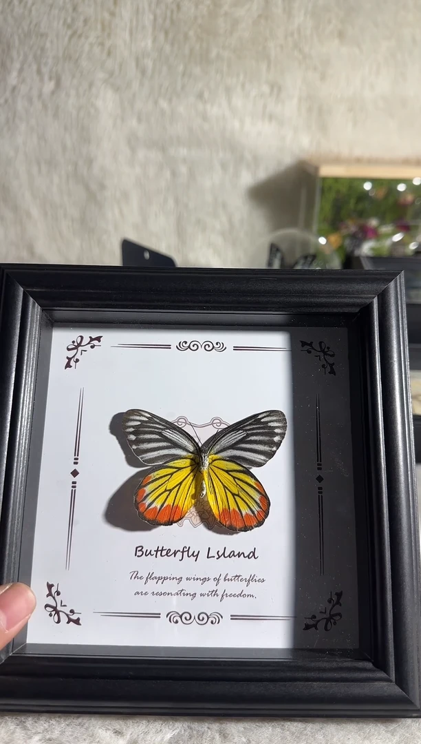 有机玻璃优越斑粉蝶真实蝴蝶标本