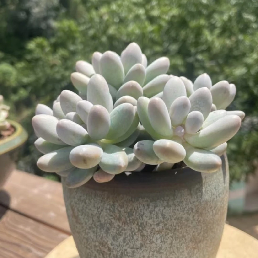 【百丽多肉】汤圆美人 精品老桩多肉植物批发  一单包邮  大福利品！