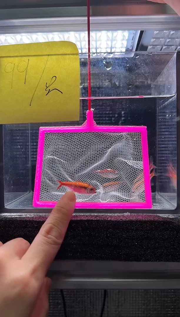 灯科鱼1*白金红月