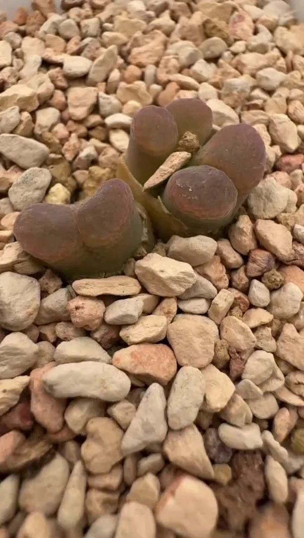 【闪购商品】14-68