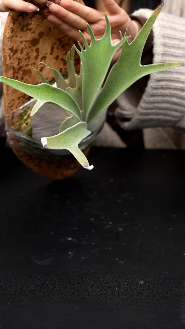 不开花植物LC1210-16 3LAR