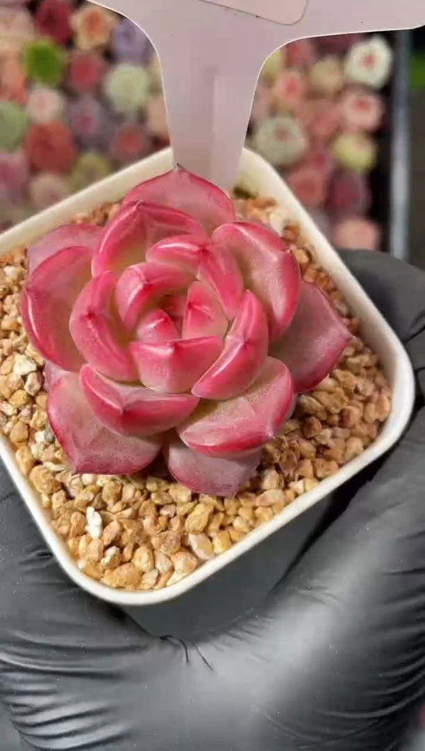 6-48 弥撒3-4厘米 量拍发一颗