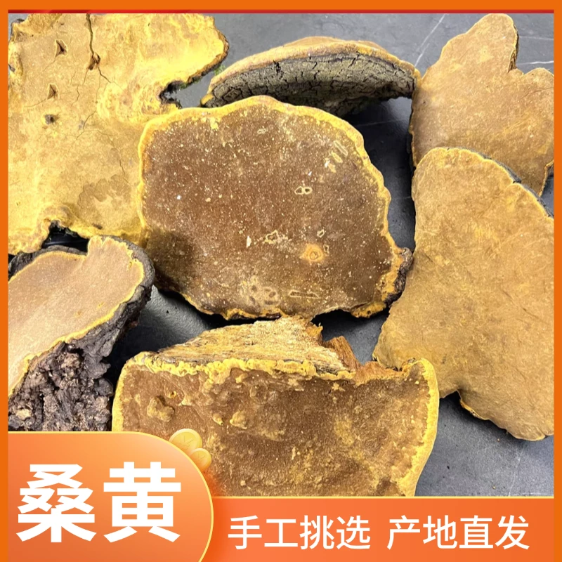 长白山桑黄 深山生长 纹理清晰 净含量500g