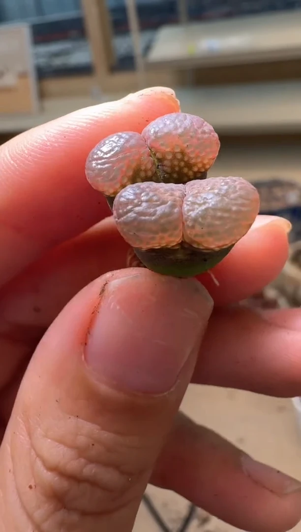 多肉植物肉锥16-222杨梅红