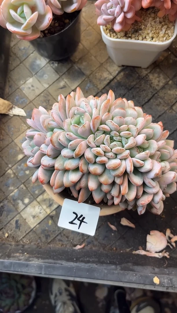 ᨳ****️24星星雪缀化1111111111111