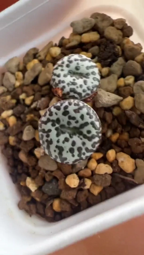 44.。。。。。。。。。。。。。。