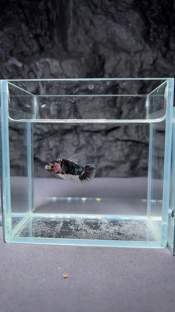 斗鱼竞拍链接A049